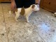 Chiots staffie a donner 