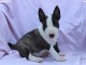 Mini Bull Terrier chiots à vendre