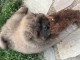 Je donne chiot chow-chow 