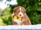 Chien berger australien lof mâle 