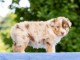 Chiot berger australien femelle a donner 