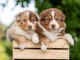 Je donne chiot berger australien 