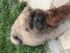 Je donne chiot chow-chow disponible 