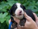 Chiots bouvier bernois à donner 