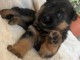 Bébé chiot berger allemand à adopter 