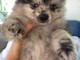 Chiots spitz nain disponible 