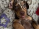 Bébé chiot teckel alerquin kaminche 