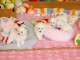 Je donne chiot bichon frisé 