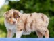 Chiots berger australien mâle a donner 