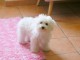 Chiots bichon frisé adorable 