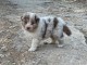 Chiots berger australien lof à donner 