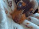 Adoption chiot teckel arlequin kaminche 