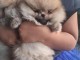 Chiots spitz nain disponible 
