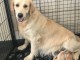chiots golden retriever a donner 