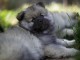 chiots spitz nain Poméranie 