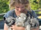 Magnifique chiot spitz allemand race pure 