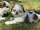 Adoption chiot Shih Tzu disponible 