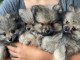 Bébé chiot spitz allemand disponible 