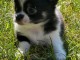 Chiots chihuahua disponible de suite 