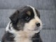 Chiots berger australien disponible 