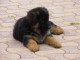 adoption chiot berger allemand 