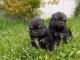 ons chiot spitz allemand race pure 