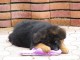 chiots berger allemand lof 