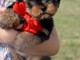 chiots York mimi disponible 