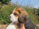 chiots beagle disponible pour adoption 