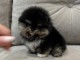 chiots spitz nain lof 