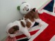 Adorable chiot bulldog anglais lof mâle a donner 