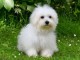 Magnifique chiot coton de Tuléar à donner 