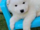 Je donne chiot samoyède disponible 