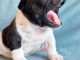 chiots bouledogue français à donner 