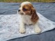 chiots cavalier king charle femelle a donner 