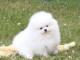 chiots spitz allemand race pure femelle 
