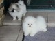 chiots spitz allemand à adopter 