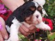 je donne chiot cavalier king charle disponible 
