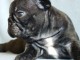 chiots bouledogue français à donner 