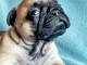 chiots bouledogue français à donner 