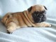 dispo pour adoption chiot bouledogue français 