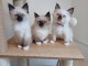 chaton sacré brimanie a donner 
