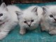 chaton ragdoll disponible pour adoption 