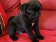 chiot type carlin disponible pour adoption 