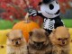 chiot spitz nain Poméranie disponibles 