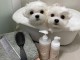 chiot bichon maltais à adopter 