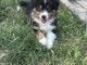 chiots berger américain minuature a donner 