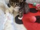 chaton norvegien a donner 