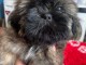Chiots Shih Tzu à donner 