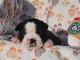 Chiots boston terrier mâle à donner 